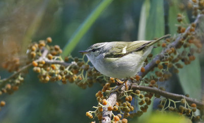 Hume's Warbler