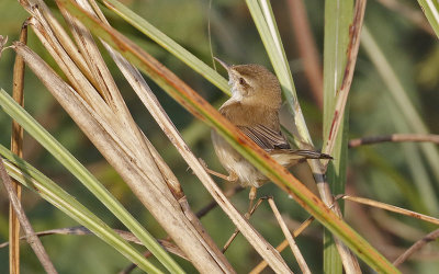 Paddyfield Warbler