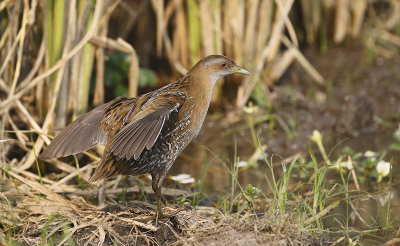 Baillons Crake