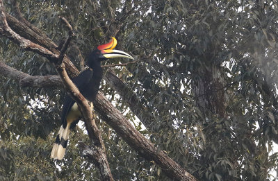 Rhinocerous Hornbill, male