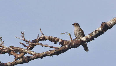 Little Bronze Cuckoo