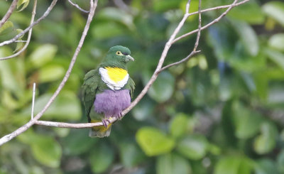 Geelvink Fruit Dove