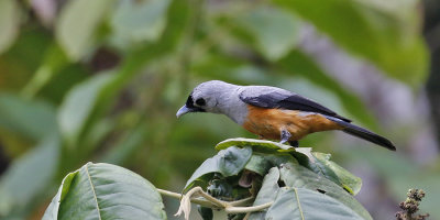 Black-winged Monarch