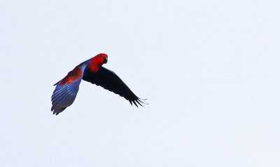 Eclectus Parrot, female