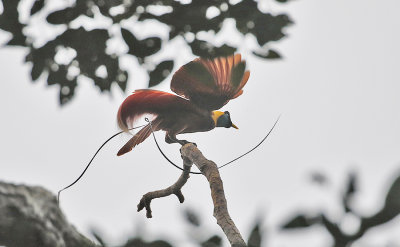 Red Bird of Paradise