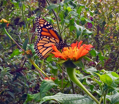 Butterfly Having Lunch