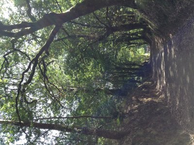Near Boente