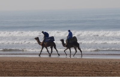 Camels_on_the_beach.jpg