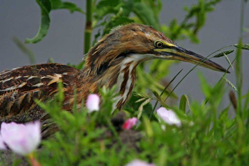 American Bittern_2407.jpg