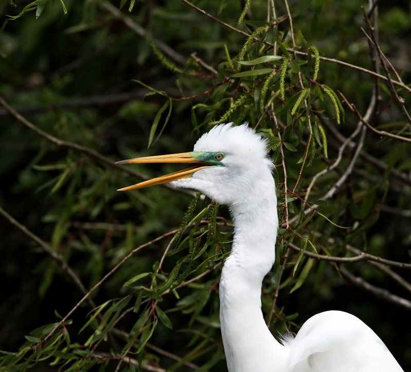 Great Egret - breeding_4636.jpg