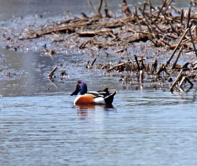 Northern Shoveler - male_6071.jpg