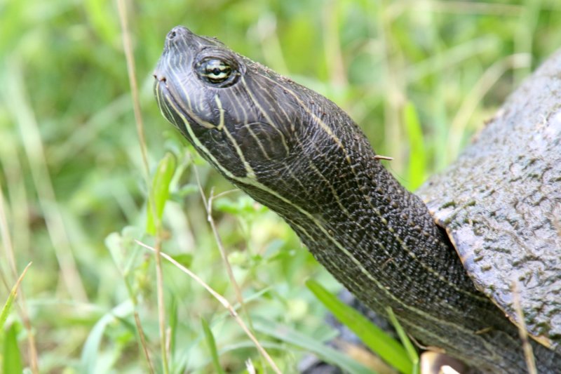 Chicken Turtle - High Island_6405.jpg