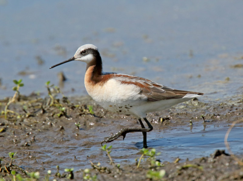Wilsons Phalarope - female_7054.jpg