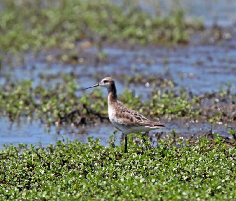 Wilsons Phalarope - male_7105.jpg