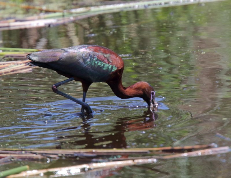 Glossy Ibis_7149.jpg