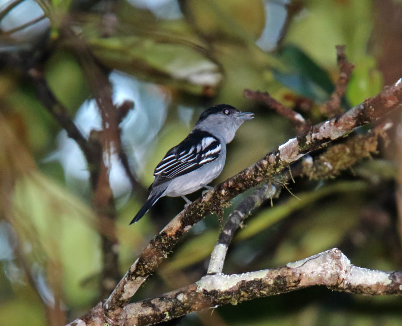 White-winged Becard - male_3722.jpg