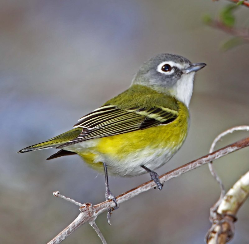 Blue-headed Vireo_0171.jpg