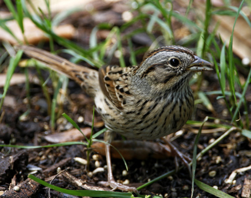 Lincolns Sparrow_8177.jpg