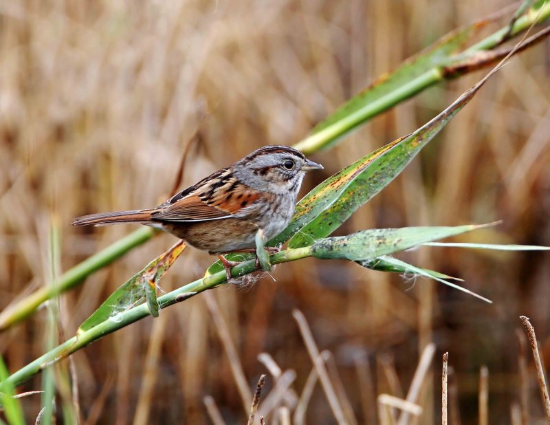 Swamp Sparrow_3654.jpg