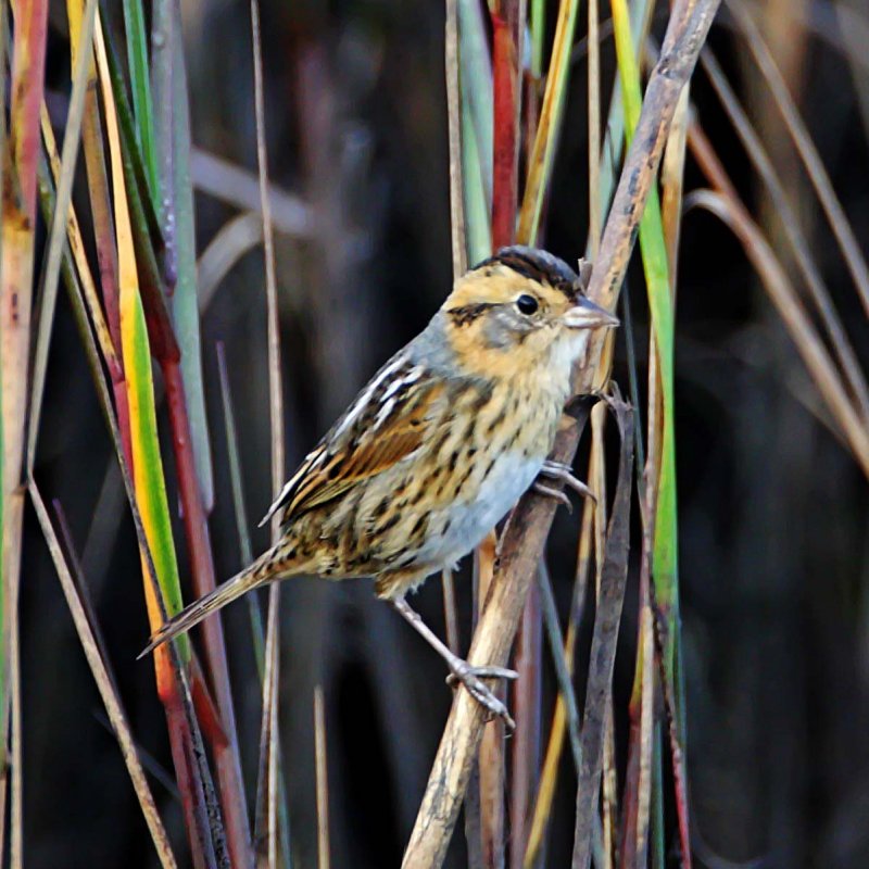Nelsons Sparrow_6775.jpg