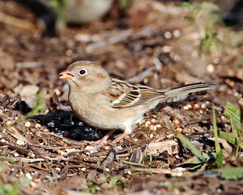 Field Sparrow_5832.jpg