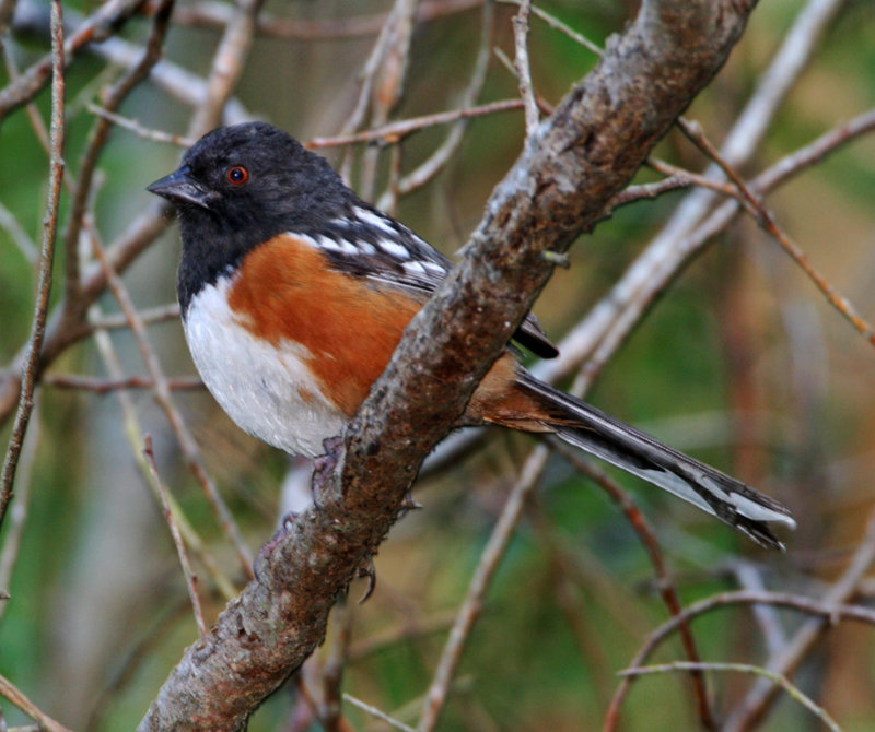 Spotted Towhee - male_9990.jpg