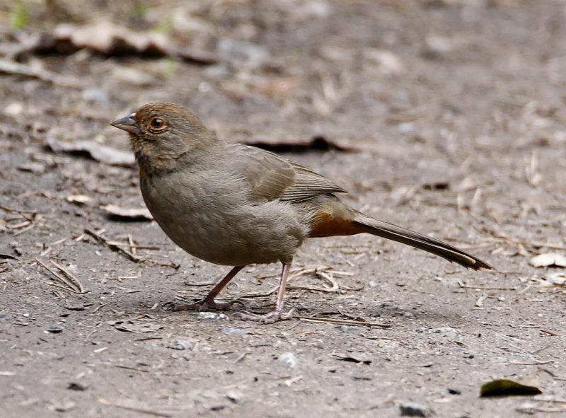California Towhee_3318.jpg