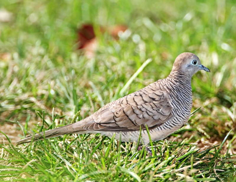 Zebra Dove_6657.jpg