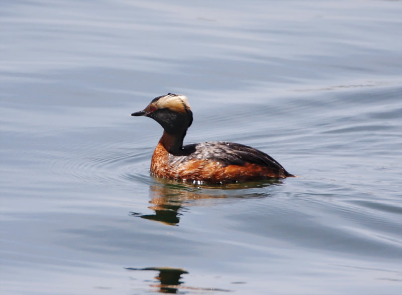 Horned Grebe - breeding_0266.jpg