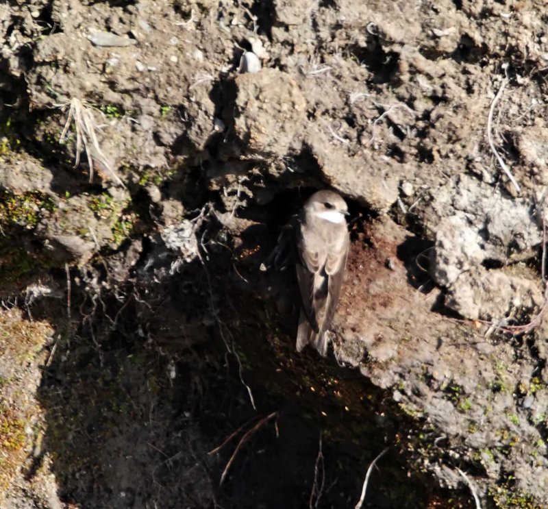 Sand Martin_3329.jpg
