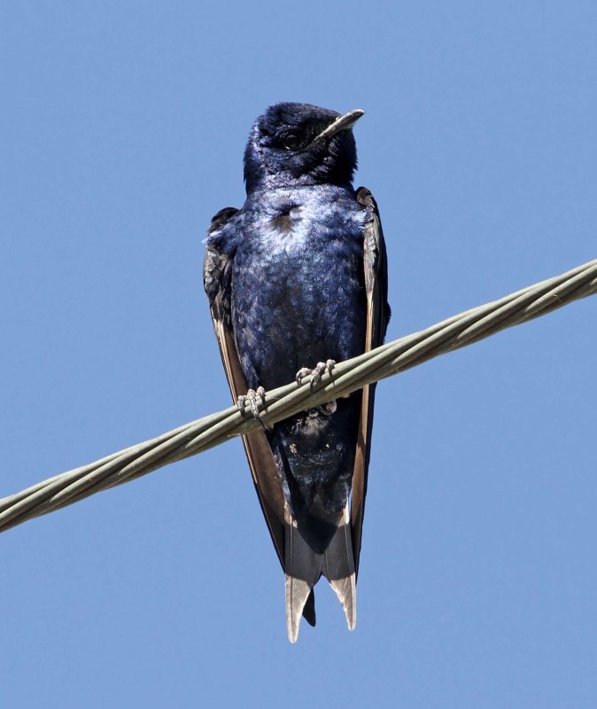 Purple Martin - male_0284.jpg