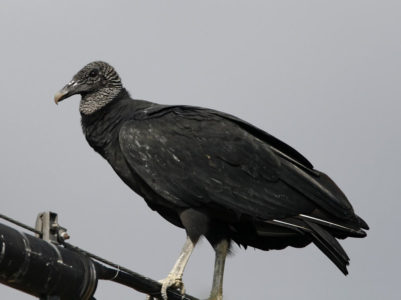 Black Vulture_8006.jpg