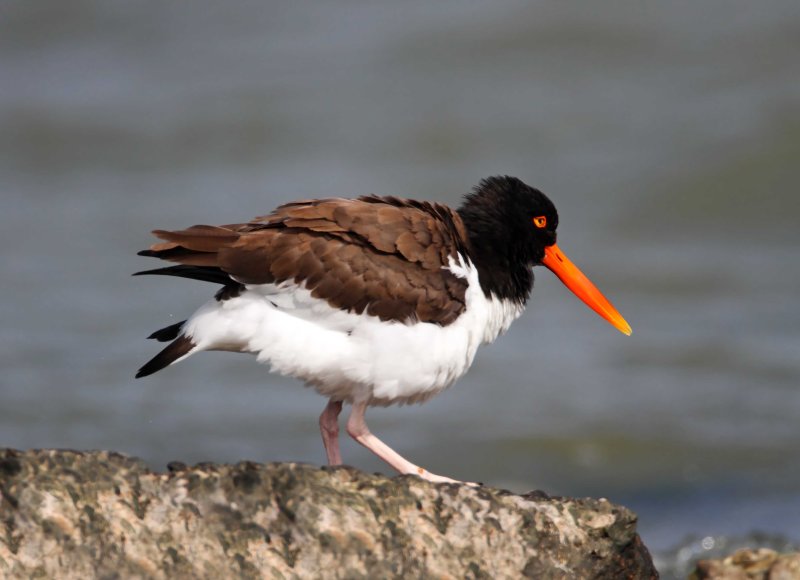 American Oystercatcher - adult_2887.jpg