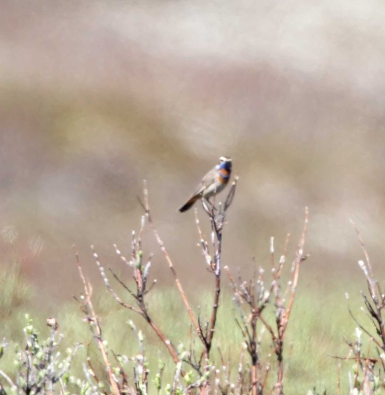 Bluethroat_3272.jpg