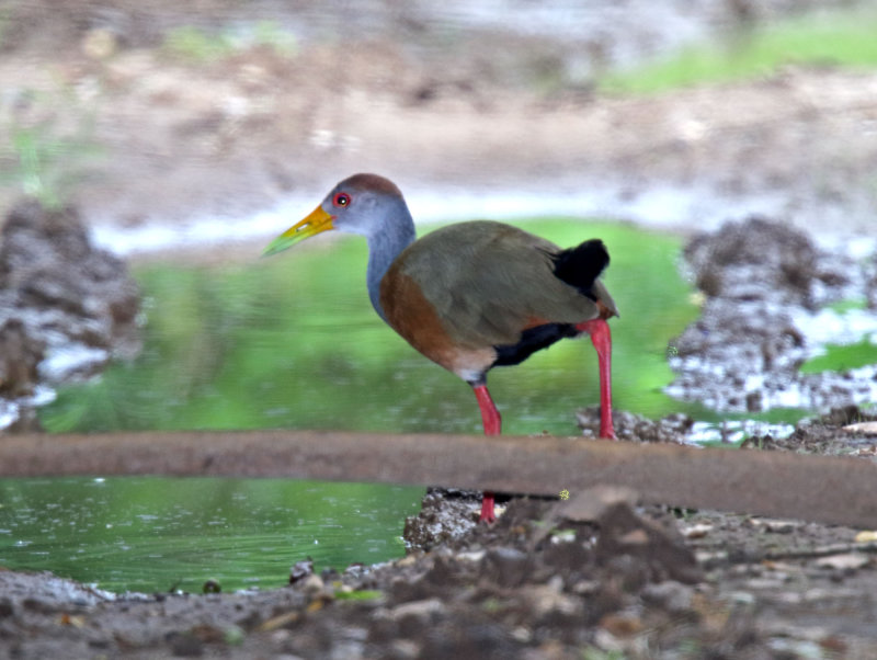 Russet-naped Wood-Rail_7671.jpg