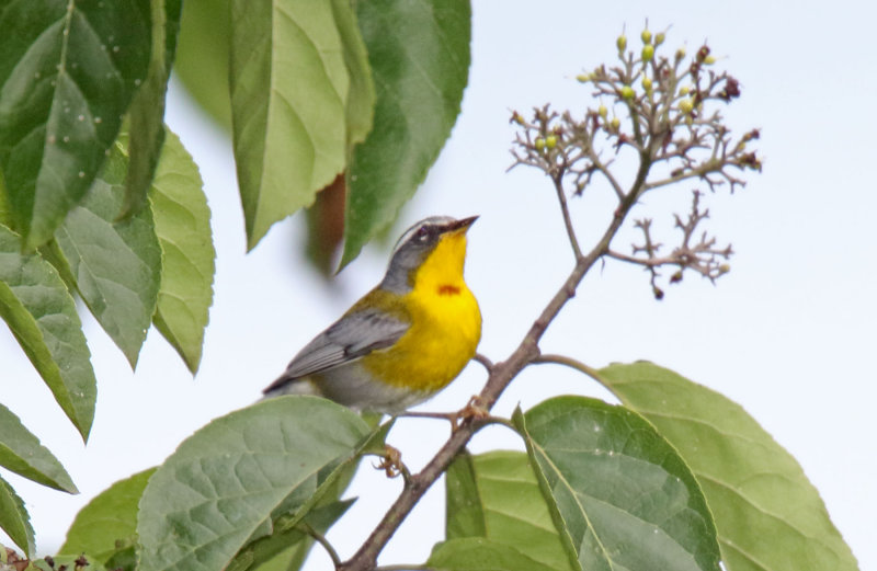 Crescent-chested Warbler_7887.jpg