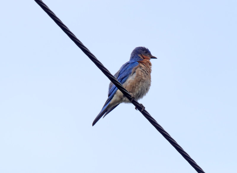 Eastern Bluebird - male_7962.jpg