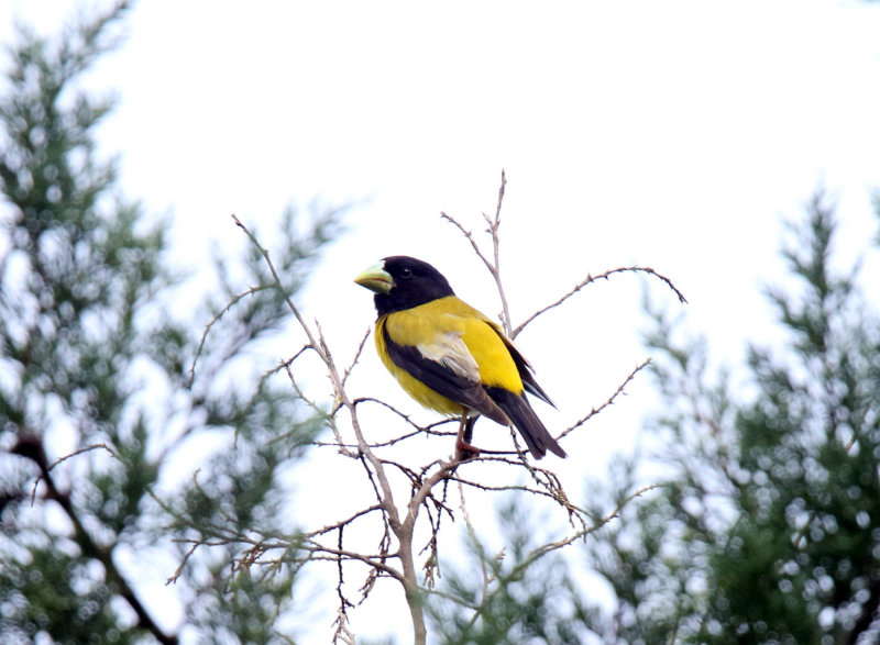 Hooded Grosbeadk - male_7957.jpg