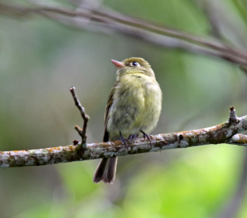Yellowish Flycatcher_8071.jpg
