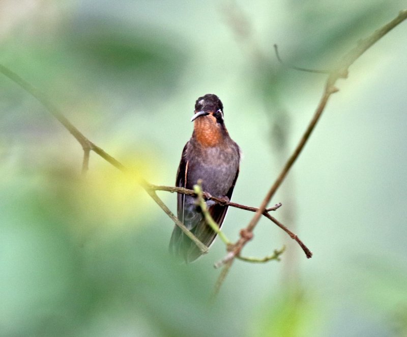 Amethyst-throated Mountain-gem - female_8634.jpg