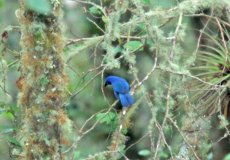 Black-throated Jay_8717.jpg
