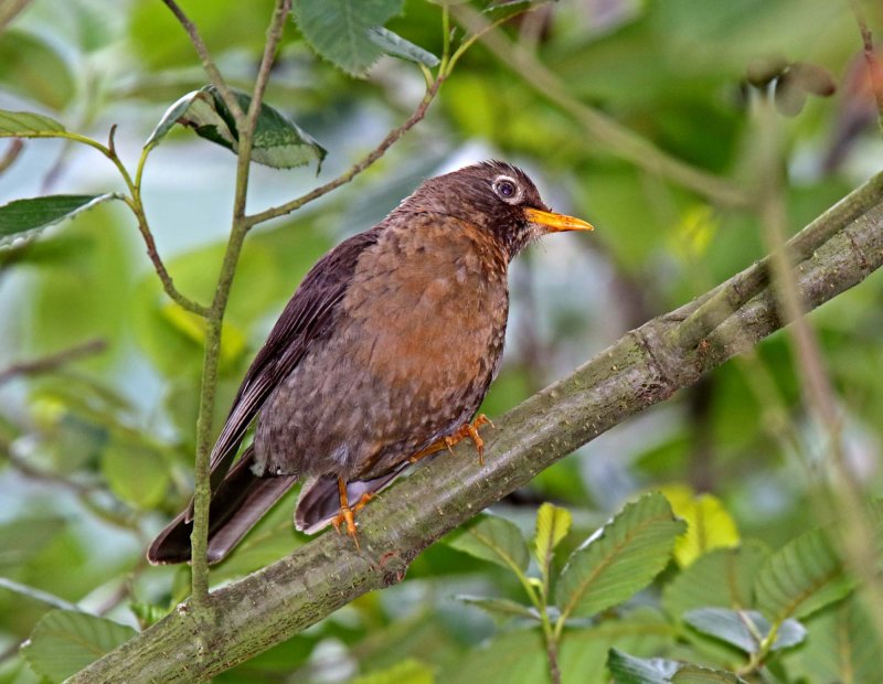 Rufous-collared Thrush - female_8604.jpg