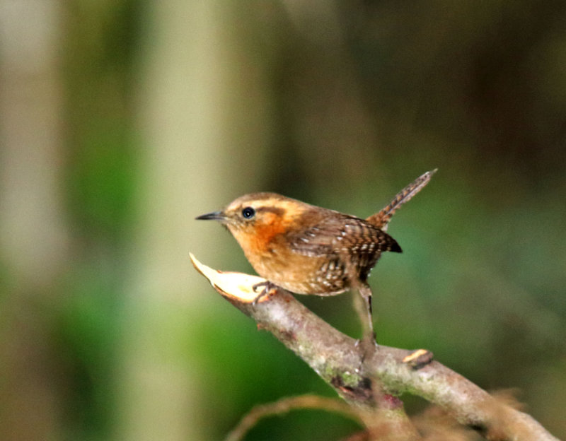 Rufous-browed Wren_9221.jpg