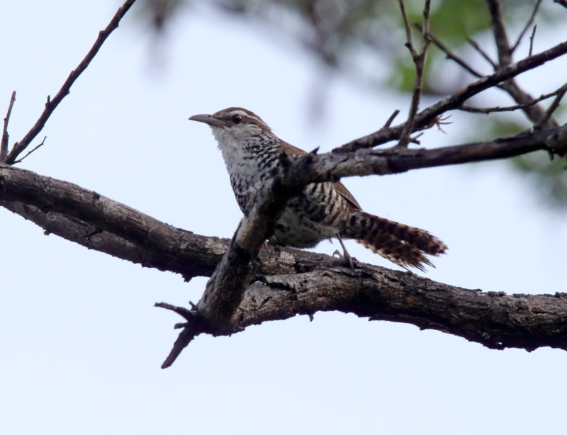 Banded Wren_9357.jpg