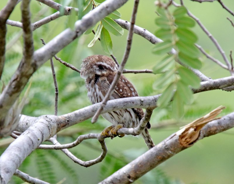 Ferruginous Pygmy-Owl_9714.jpg