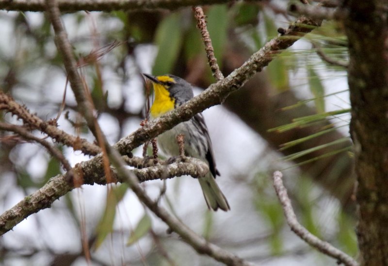 Graces Warbler_9922.jpg
