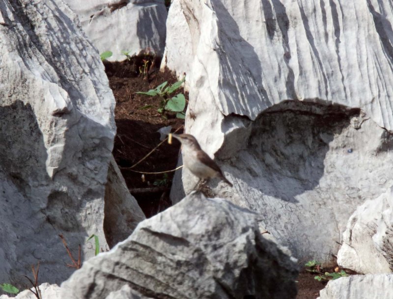 Rock Wren_9446.jpg