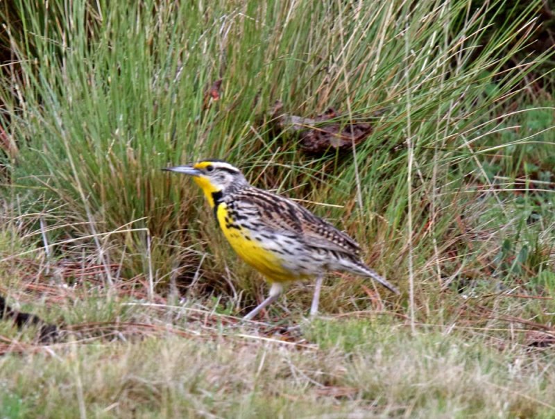 Eastern Meadowlark_0086.jpg