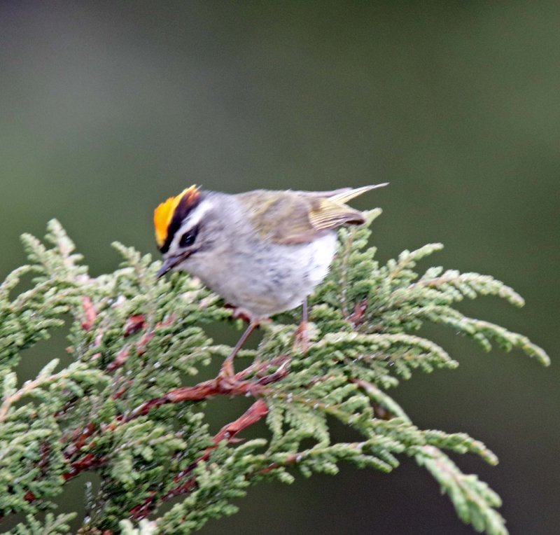 Golden-crowned Kinglet - male_0206.jpg