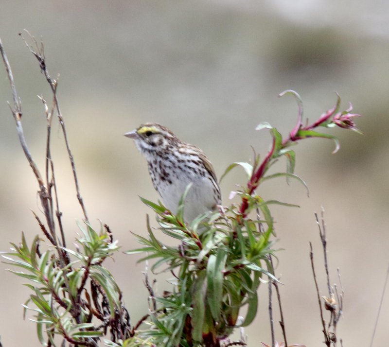Savannah Sparrow_0294.jpg